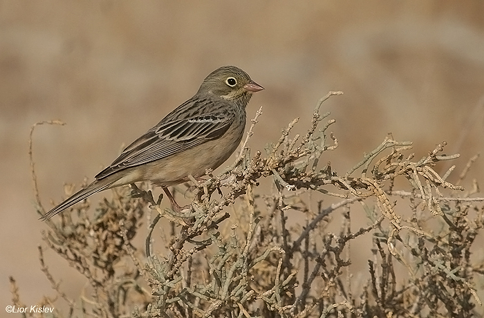      Ortolan Bunting Emberiza hortulana                       '' 77, ,  2007.: 